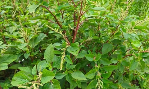 Cây dại mọc bờ rào nay làm thành đặc sản nổi tiếng, trồng 35 ngày cho thu hoạch, giá 80.000 đồng/kg được ưa chuộng ở thành phố