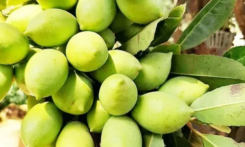 Loại quả đặc sản An Giang xưa chín rụng đầy nay bán 80.000 đ/kg, trồng một lần thu hoạch nhiều năm, du khách thích thú