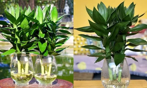 3 vị trí tốt nhất trồng cây phát tài phát lộc