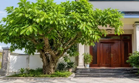 3 vị trí tốt nhất trồng cây Sung thu hút tài lộc