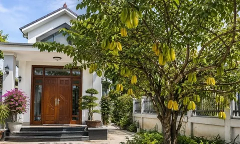 Có nên trồng cây khế trước nhà?