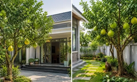 Trồng cây bưởi phong thủy nên trồng trước hay sau nhà? Vị trí nào hút tài lộc, tránh phạm điều kiêng kỵ?