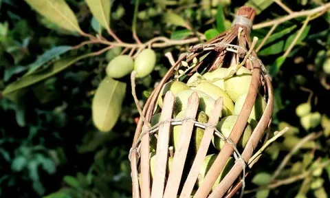 Nghề lạ ở Việt Nam: Trồng cây "1 vốn 4 lời", từng mọc dại khắp nơi nay thành đặc sản miền Tây, nông dân vươn lên làm giàu
