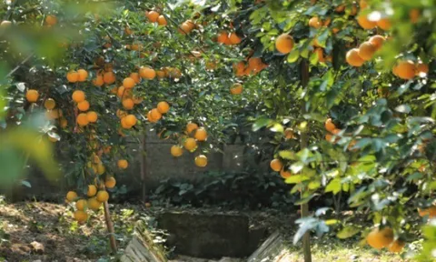 Loại quả xưa không ai biết đến nay thành đặc sản 350.000 đ/kg, trồng một lần thu hoạch nhiều năm, người thành phố ưa chuộng