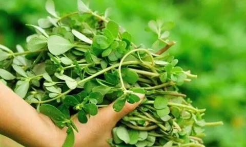 Cây dại mọc bờ rào nay làm thành đặc sản nổi tiếng, trồng 45 ngày cho thu hoạch, giá 55.000 đồng/kg được ưa chuộng ở thành phố