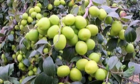 11 loại quả bạn có thể ăn cả vỏ, giàu vitamin và chất xơ, ở chợ Việt bán nhiều với giá rẻ, từ 15.000 đồng/kg
