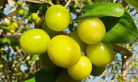 Loại quả đặc sản Hải Phòng xưa chín rụng đầy nay bán 100.000 đ/kg, trồng một lần thu hoạch nhiều năm, du khách thích mê