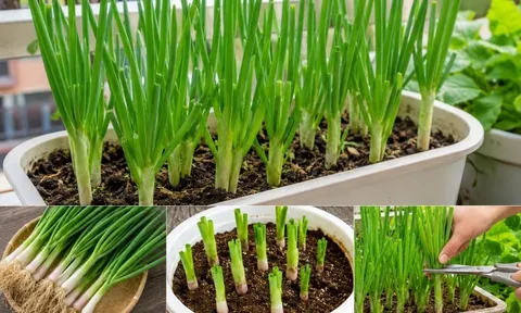 Cách trồng hành lá trong chậu đơn giản, xanh tốt quanh năm, tránh sai lầm khiến cây vàng úa