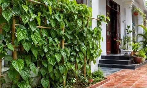 Có nên trồng cây trầu không trước nhà? Người xưa kiêng một điều, nhiều gia đình đang bỏ qua