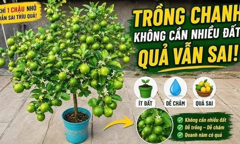 Mẹo trồng chanh sai trĩu quả, mọng nước
