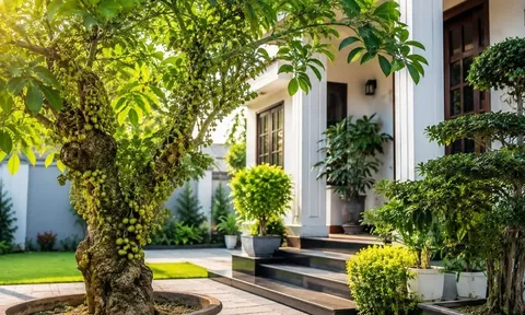 Trồng cây sung phong thủy nên trồng trước hay sau nhà? Vị trí nhiều người chọn sai