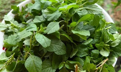 Cây dại mọc bờ rào nay làm thành đặc sản nổi tiếng, trồng 30 ngày cho thu hoạch, giá 75.000 đồng/kg người thành phố ưa chuộng