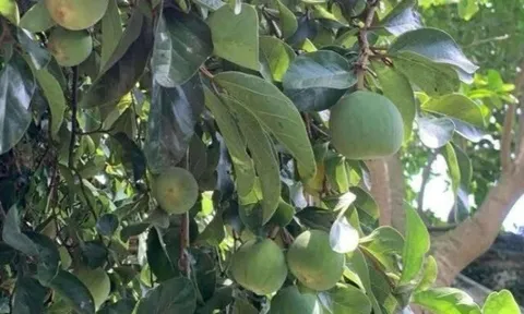 Loại quả đặc sản Cao Bằng xưa chín rụng đầy nay bán 400.000 đ/kg, trồng một lần thu hoạch nhiều năm, du khách thích mê