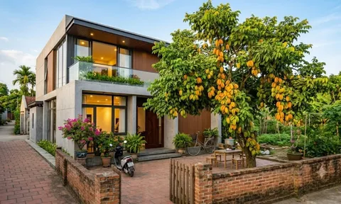 3 vị trí tốt nhất trồng cây Khế hút tài lộc, trấn giữ của cải