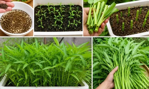 Cách trồng rau muống trong chậu dễ dàng, thu hái quanh năm