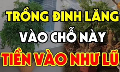 Cây Đinh Lăng trấn giữ của cải đừng trồng linh tinh: Trồng vị trí này tiền vào như nước