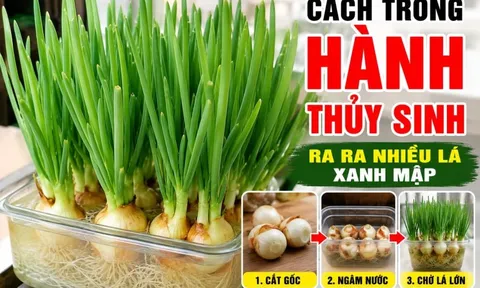 Cách trồng hành thuỷ sinh ra ra nhiều lá xanh mập