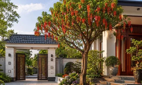 Vị trí tốt nhất để trồng cây lộc vừng phong thủy, vừa đẹp vừa được xem là hút tài lộc