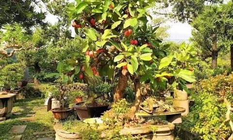 Cây ăn quả quen thuộc ở quê "lên chậu" thành bonsai đẹp lạ, mang ý nghĩa phong thuỷ, giá đắt vẫn được săn lùng