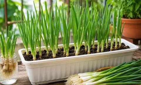Cách trồng hành lá từ gốc bỏ đi, mẹo để có chậu hành xanh tốt quanh năm