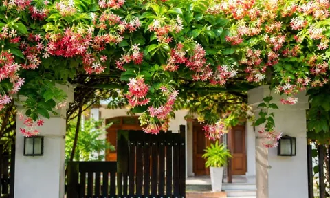Những điều nhất định phải nhớ khi có giàn sử quân tử trước nhà, tránh gây hại