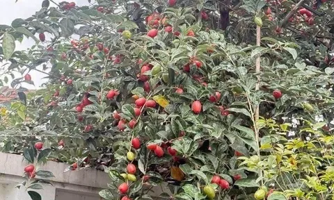 Loại quả mọc bờ rào xưa chín rụng đầy nay thành đặc sản 120.000 đ/kg, trồng một lần thu hoạch nhiều năm, người thành phố ưa chuộng