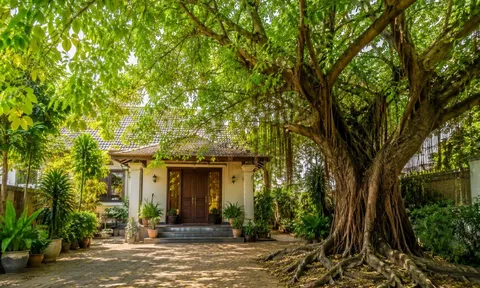 Cảnh báo những nhà có cây trồng quá lớn trước cửa: Người xưa dặn kỹ, chớ xem nhẹ 5 điều này