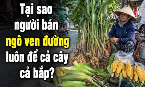 Tại sao người bán ngô ven đường luôn để cả cây cả bắp?