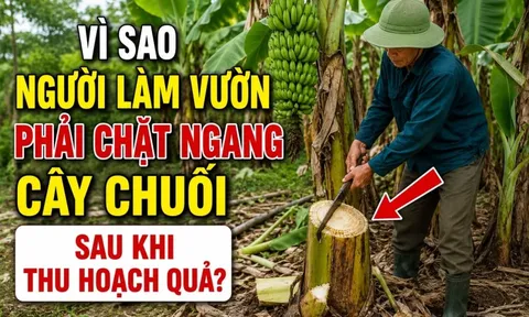 Vì sao người làm vườn phải chặt ngang cây chuối sau khi thu hoạch quả?