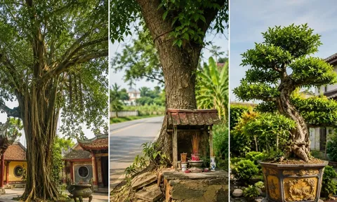 Người xưa dặn: Thấy 3 loại cây này, chớ tùy tiện chặt bỏ kẻo bị cho là “động” vào phúc lộc