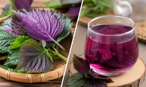 Uống nước tía tô hay ăn lá tía tô tốt hơn?