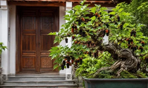 Vì sao người xưa kiêng trồng cây dâu tằm trước nhà, nhưng ngày nay nhiều người lại chọn làm bonsai?