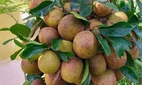 Loại quả mọc bờ rào xưa chín rụng đầy nay thành đặc sản 50.000 đ/kg, trồng một lần thu hoạch nhiều năm, được ưa chuộng ở thành phố