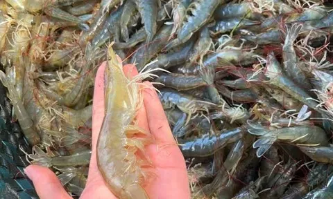 Bảo quản tôm đừng cho luôn vào tủ lạnh, thêm bước nữa để tôm để lâu vẫn tươi ngon, không đen đầu hay khô bở