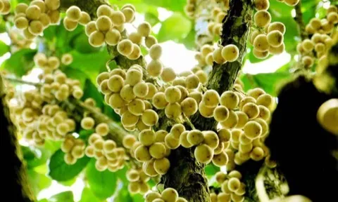 Loại quả đặc sản Cần Thơ xưa chín rụng đầy nay bán 40.000 đ/kg, trồng một lần thu hoạch nhiều năm, du khách thích mê