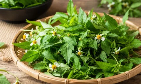 Cỏ xuyến chi hóa ra lại là một loại rau dùng được cả thân mà nhiều người chưa biết