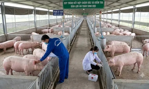 Hơn 112.000 tấn thịt lợn giá rẻ đổ vào Việt Nam, giá bình quân chỉ 43.000 đồng/kg