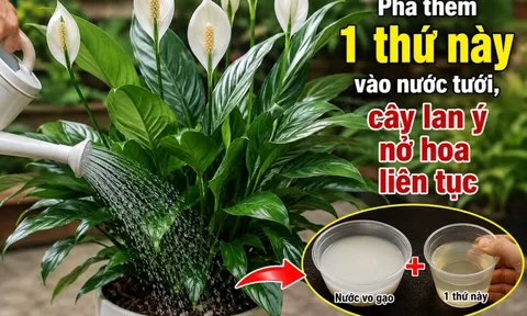 Pha thêm 1 thứ này vào nước tưới, cây lan ý nở hoa liên tục