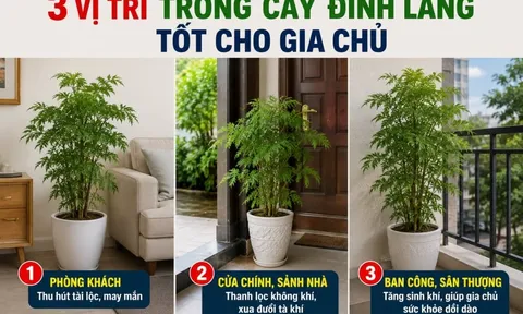 3 vị trí trồng cây đinh lăng tốt cho gia chủ