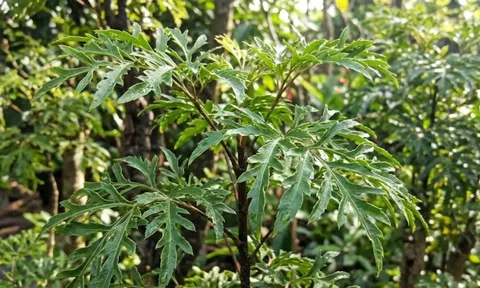 Tin vui cho những nhà đang trồng cây đinh lăng