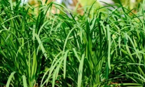 Loại rau lớn nhanh như thổi, giàu dưỡng chất, trồng một lần thu hoạch nhiều năm giúp nông dân đổi đời