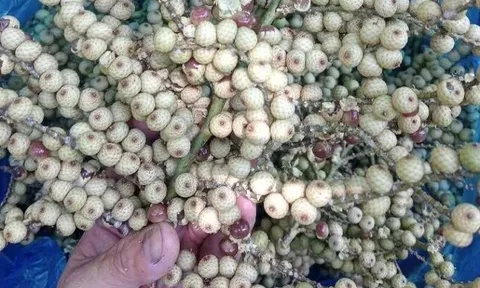 Loại quả xưa chín rụng đầy gốc nay thành đặc sản 70.000 đ/kg, trồng một lần thu hoạch nhiều năm, người thành phố ưa chuộng