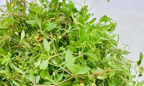 Cây dại mọc bờ rào nay thành đặc sản nổi tiếng, trồng 2 tháng cho thu hoạch, giá 65.000 đồng/kg người thành phố ưa chuộng