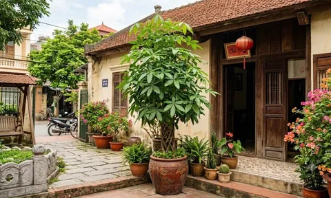 Lời khuyên dành cho những gia đình đang trồng cây ngũ gia bì