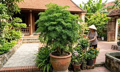 Nhà nào trồng cây đinh lăng cũng nên biết 4 điều này, dùng đúng thì tiện ích, dùng sai dễ phản tác dụng
