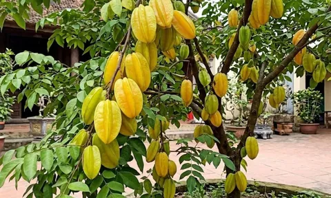 Tin vui cho những nhà đang trồng cây khế