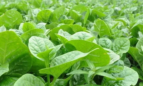 Loại rau lớn nhanh như thổi, giàu dưỡng chất, trồng một lần thu hoạch nhiều đợt giúp nông dân đổi đời