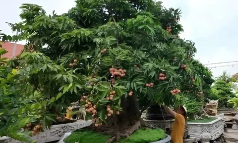 Cây ăn quả quen thuộc “lên chậu” thành siêu phẩm bonsai, mang ý nghĩa phong thủy tài lộc, có cây giá trăm triệu đồng