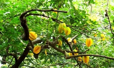 Loại quả mọc bờ rào xưa chín rụng đầy nay thành đặc sản 45.000 đ/kg, trồng một lần thu hoạch nhiều năm, được ưa chuộng ở thành phố