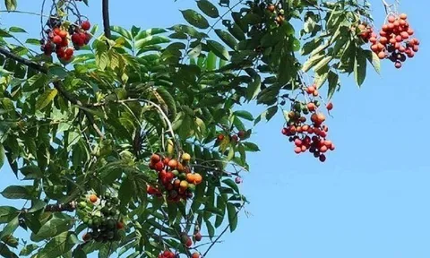 Loại quả mọc bờ rào xưa chín rụng đầy nay thành đặc sản 50.000 đ/kg, trồng một lần thu hoạch nhiều năm, du khách thích thú